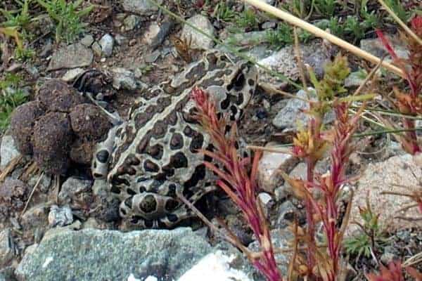 mongolian toad on rocks