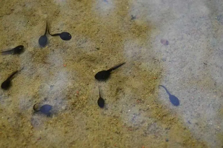 tadpoles 768×512