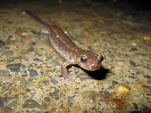 dunns salamander