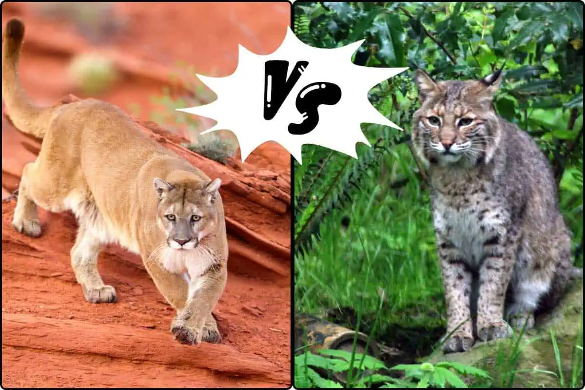 bobcat vs mountain lion