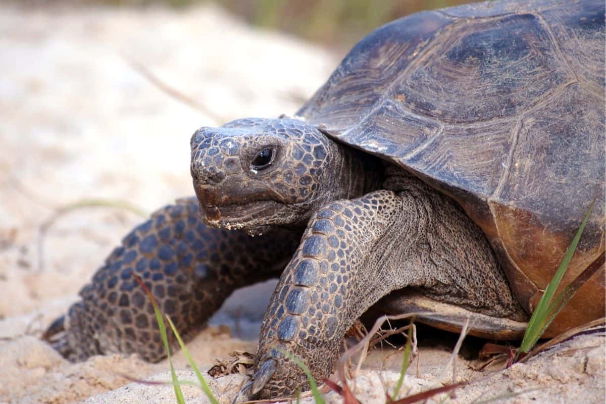 gopher tortoise close up