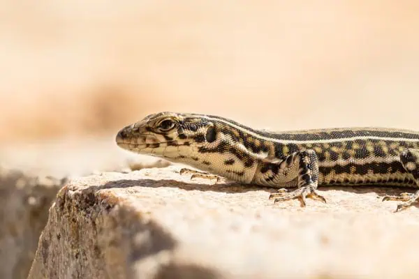 common wall lizard