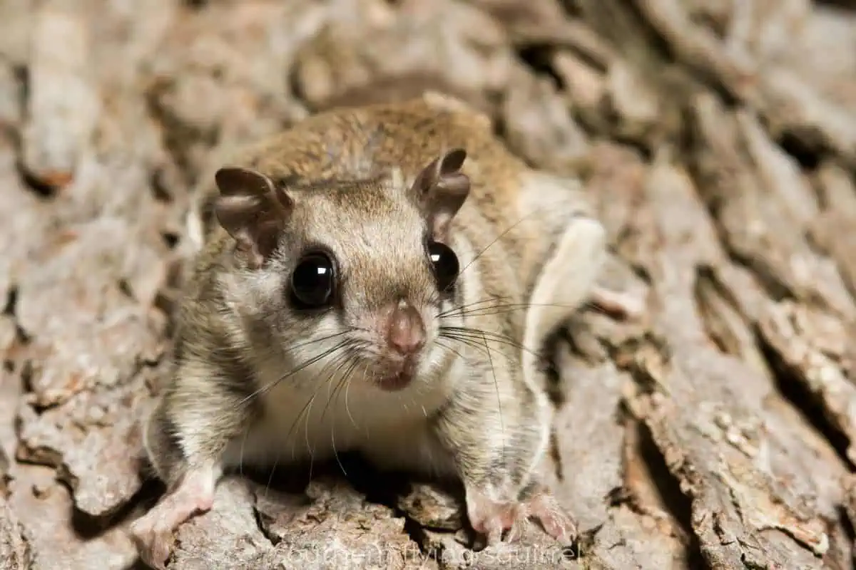 southern flying squirrel