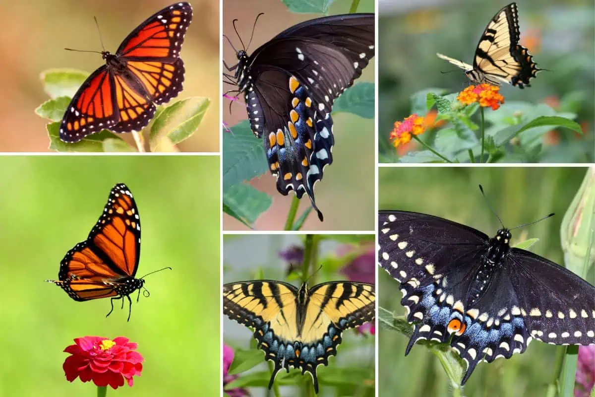 Large Butterflies