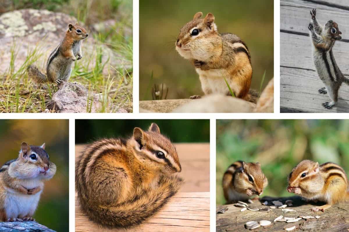 chipmunk collage
