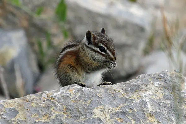 gray collared chipmunk