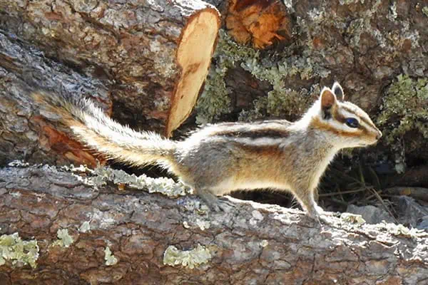 gray footed chipmunk