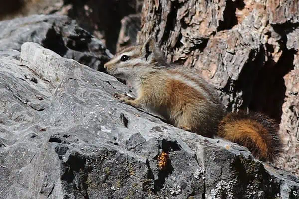 palmers chipmunk