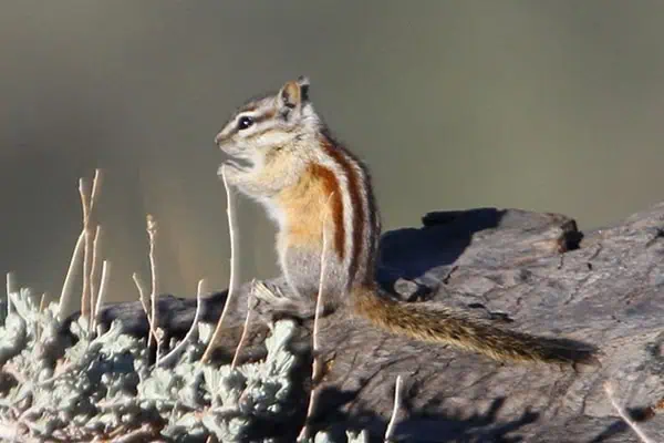 panamint chipmunk