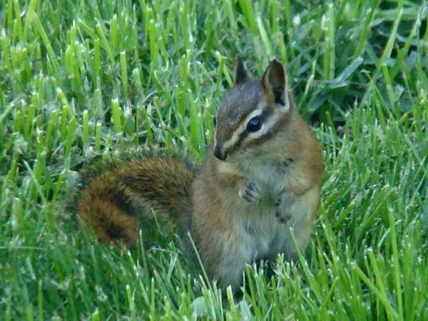 red tailed chipmunk