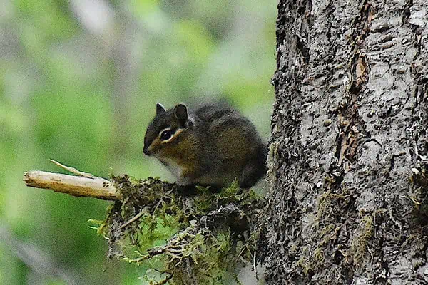 townsends chipmunk