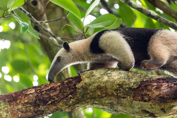 northern tamandua