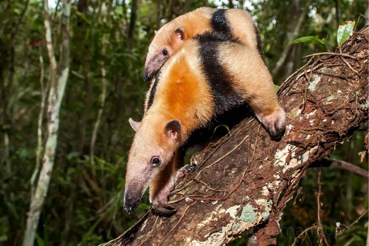 southern tamandua