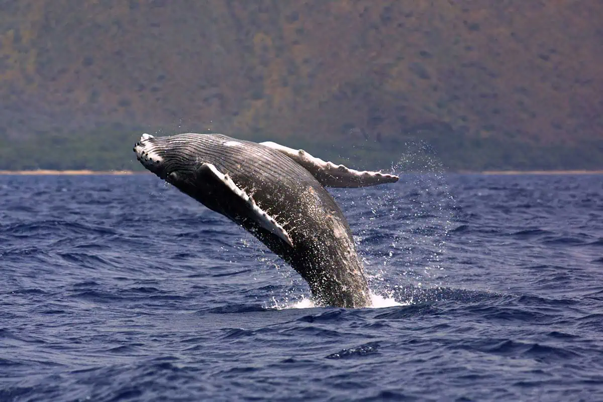 humpback whale jumping