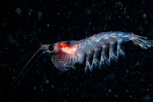krill