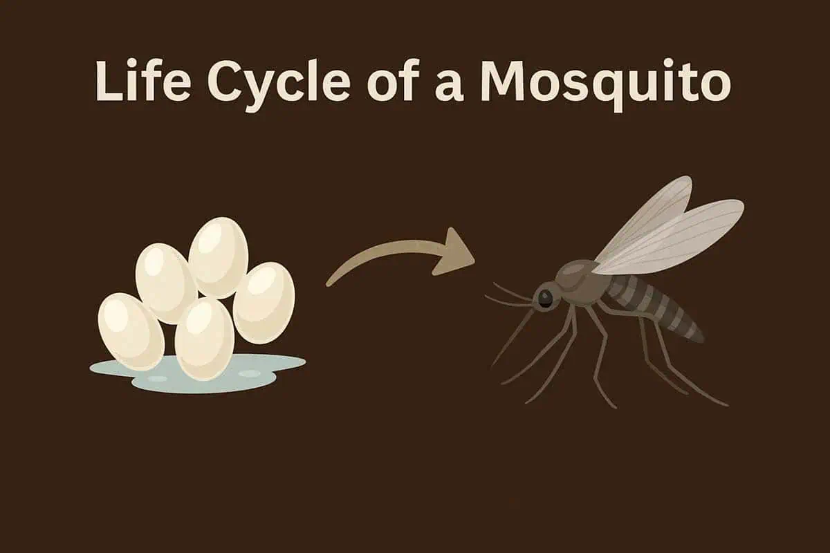 mosquito life cycle