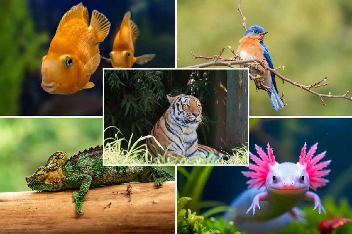 vertebrates