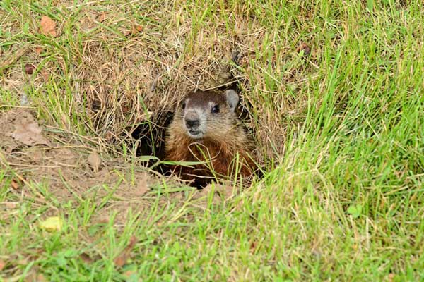 baby groundhog