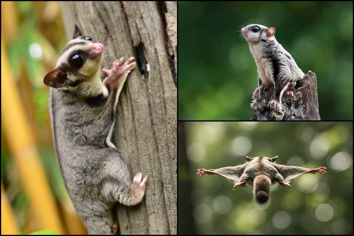 featured sugar gliders