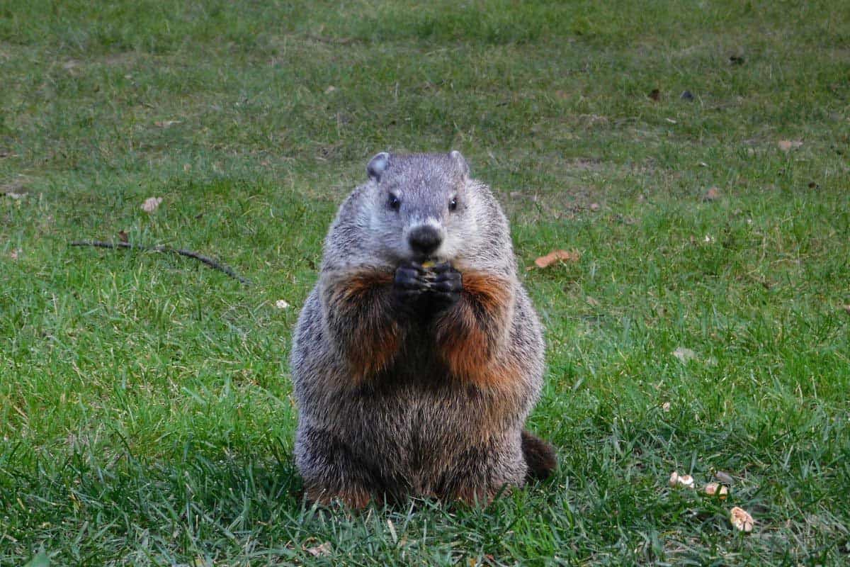 groundhog featured