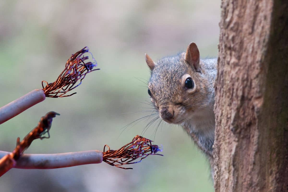 squirrel wires