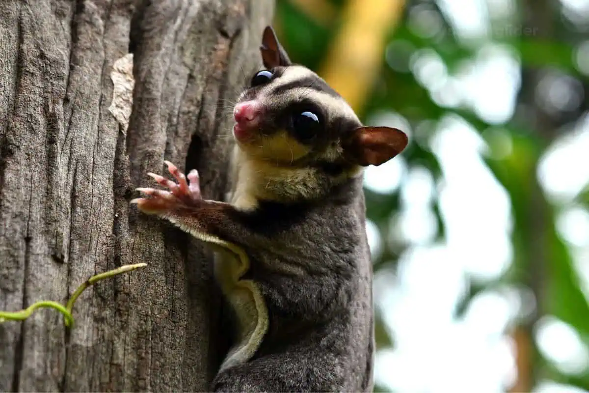 sugar glider on tree