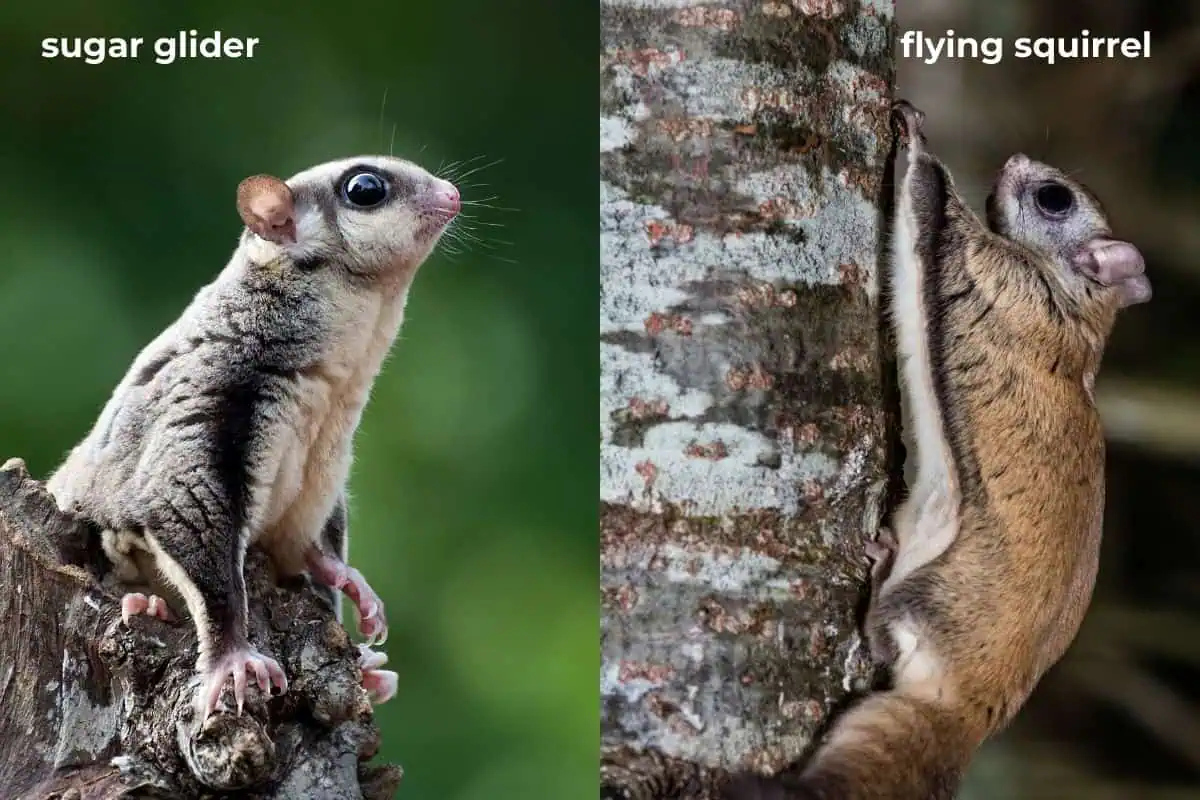 sugar glider vs flying squirrel