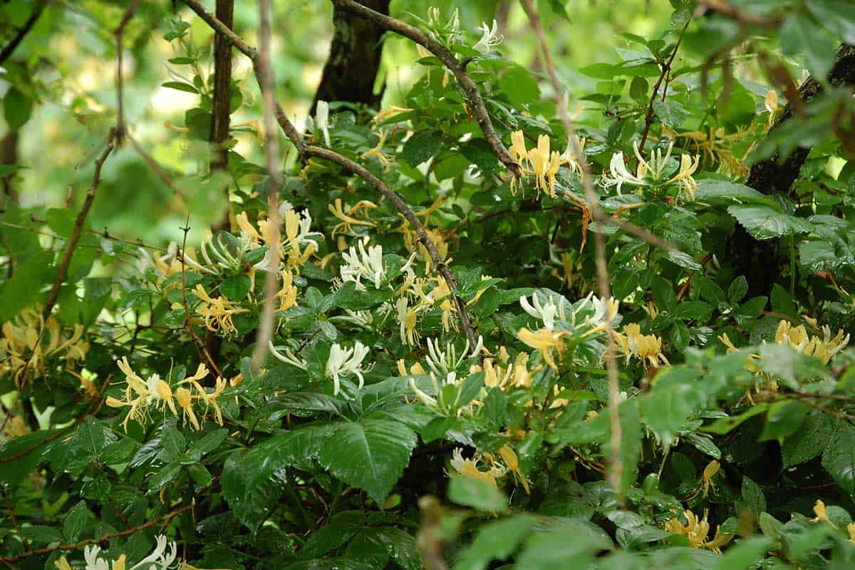 honeysuckle