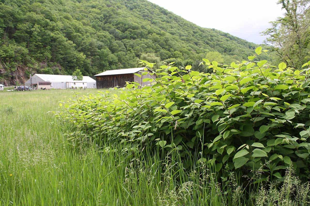 japanese knotweed virginia