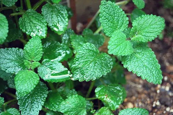 mint plant leaves