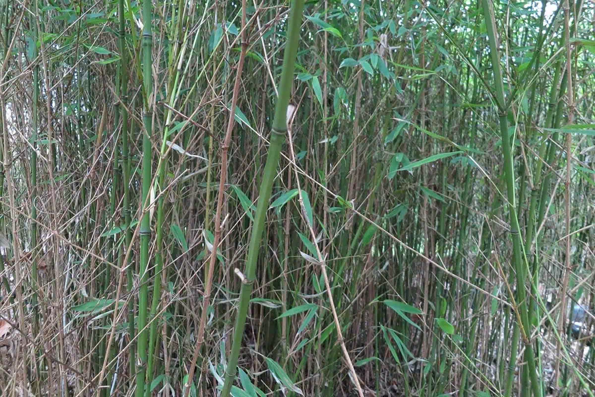 running bamboo