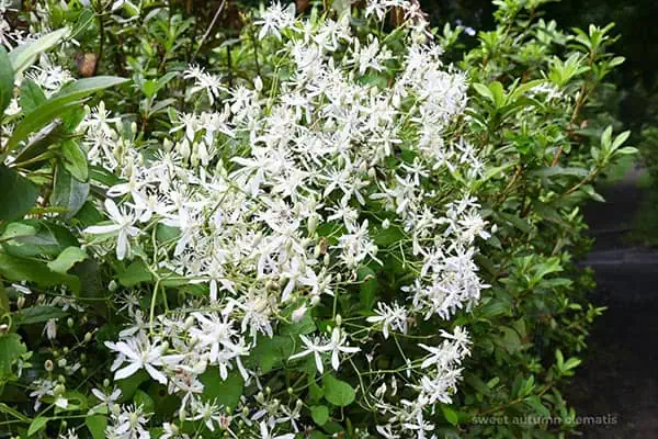 sweet autumn clematis