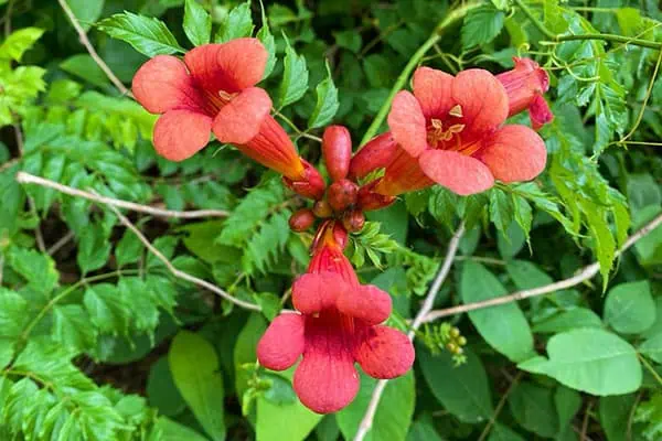 trumpet vine