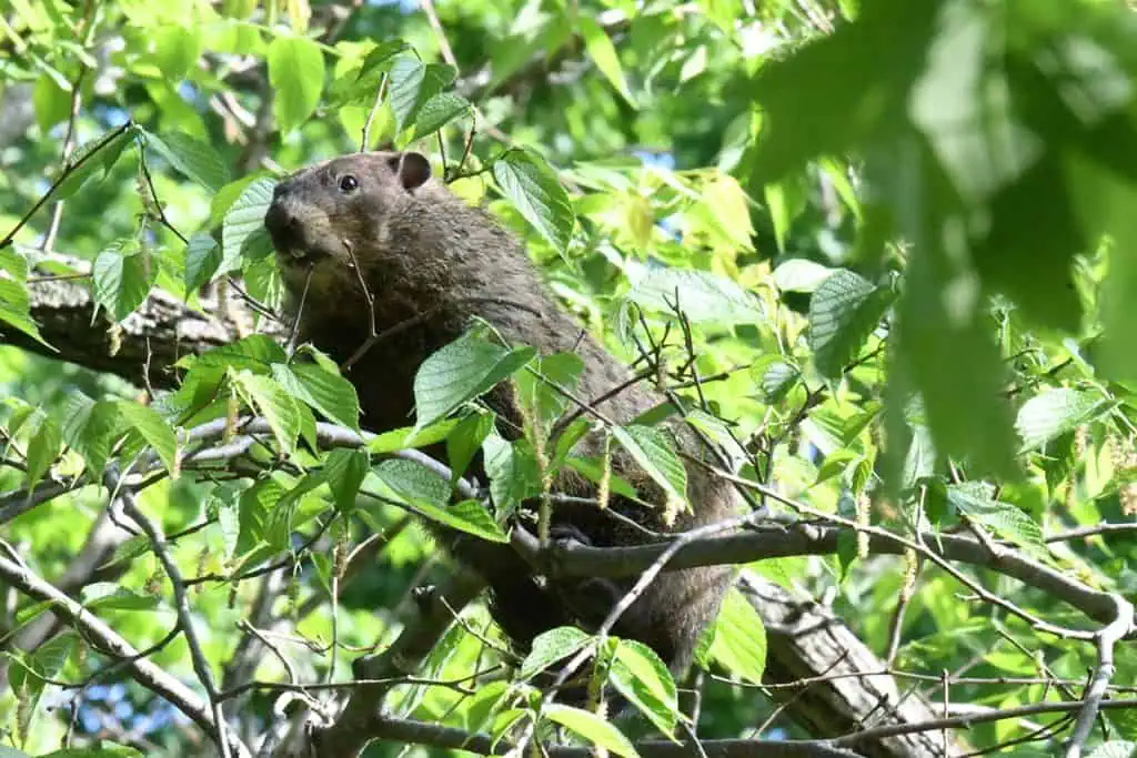 groundhog in tree
