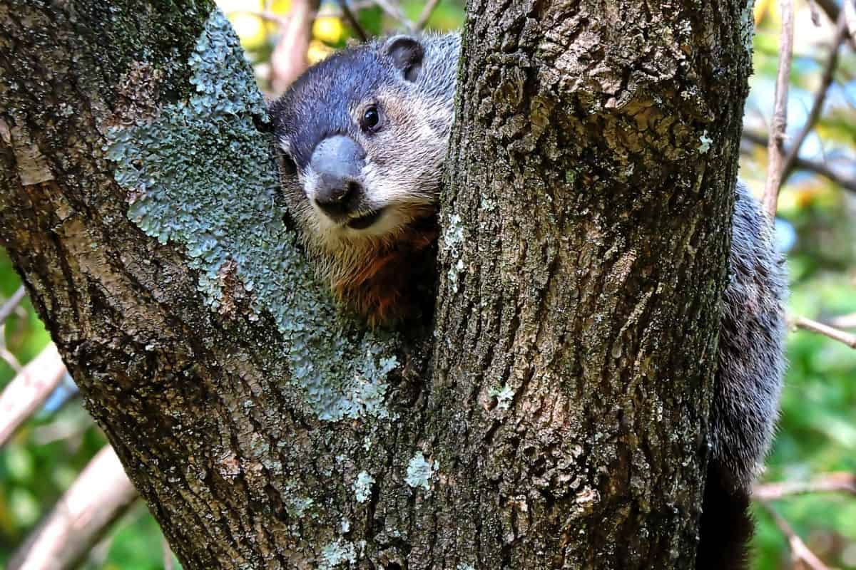 groundhog in tree