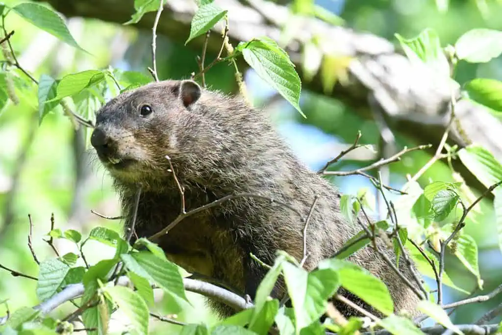 groundhog in tree2