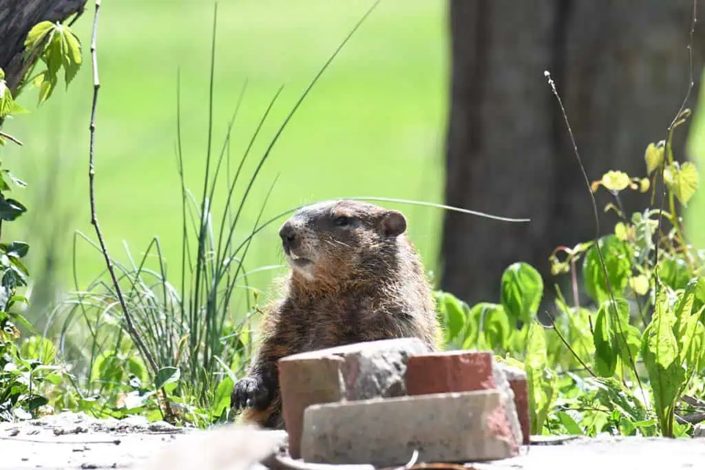 groundhog peaking from under slab